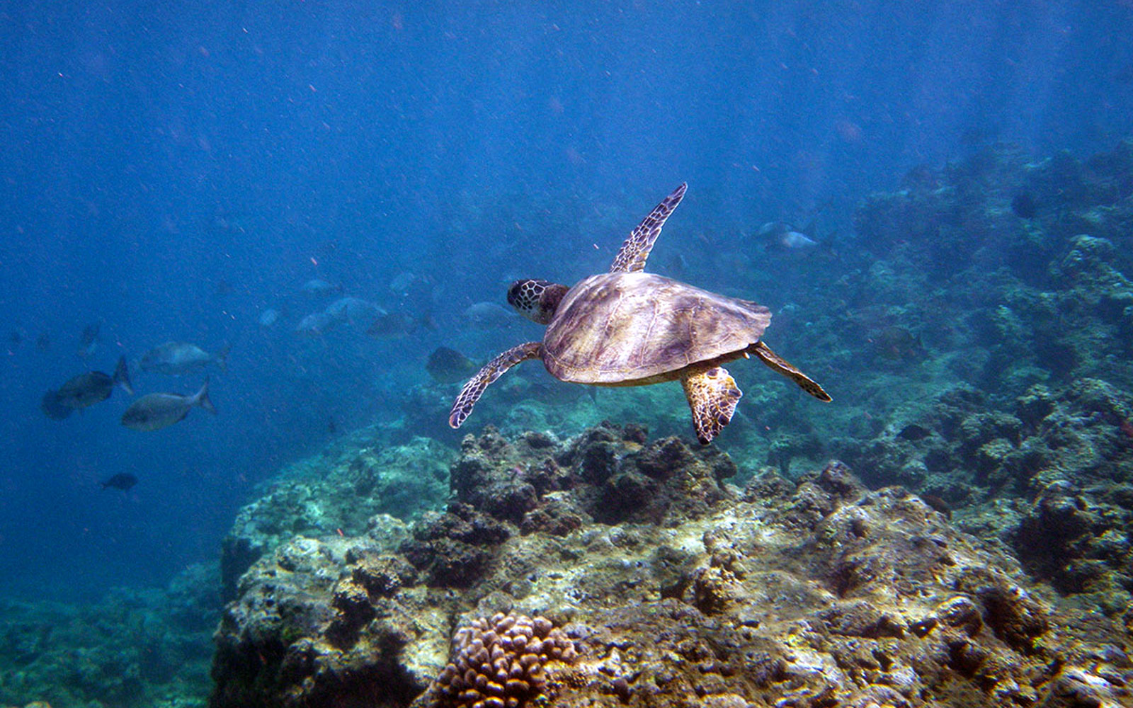 Anini Beach / Kauai / Hawaii // World Beach Guide