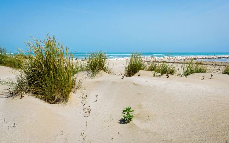 Alberoni Beach