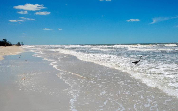 Caladesi Island State Park Beach Florida Usa World Beach Guide