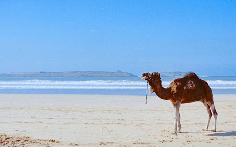 Essaouira Beach - Morocco