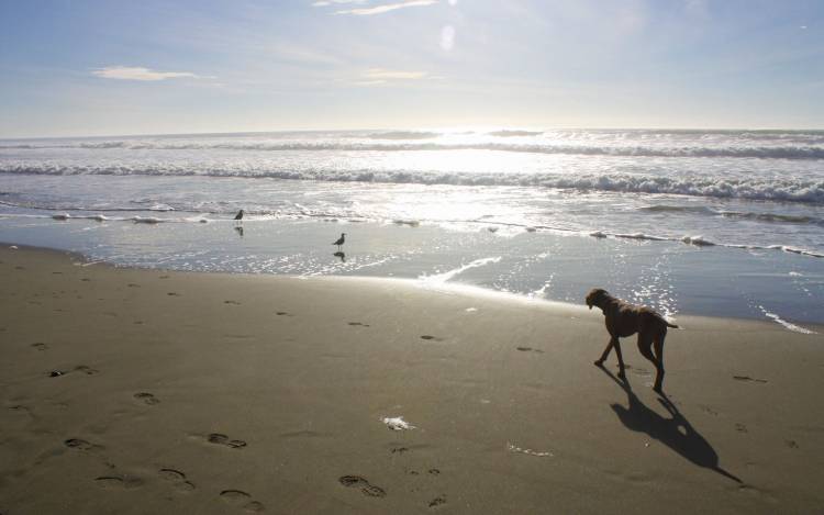 Fort Funston Beach - USA