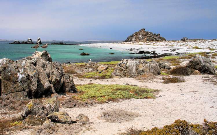 Isla Damas Beach - Chile