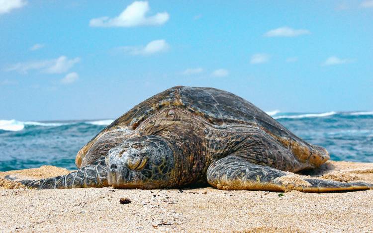 Laniakea Beach - USA