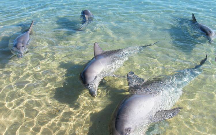 Monkey Mia Beach - Australia