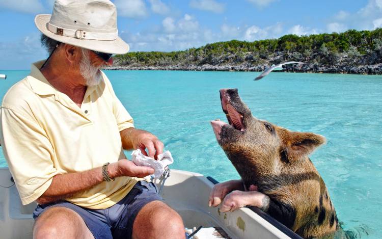 Pig Beach - The Caribbean