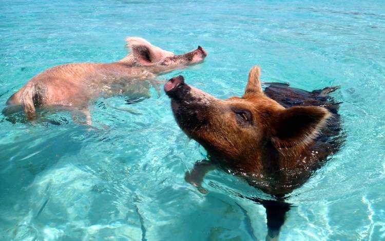 Pig Beach - The Caribbean