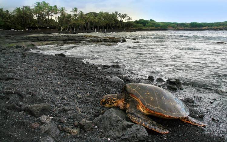 Punaluu Black Sand Beach Hawaii