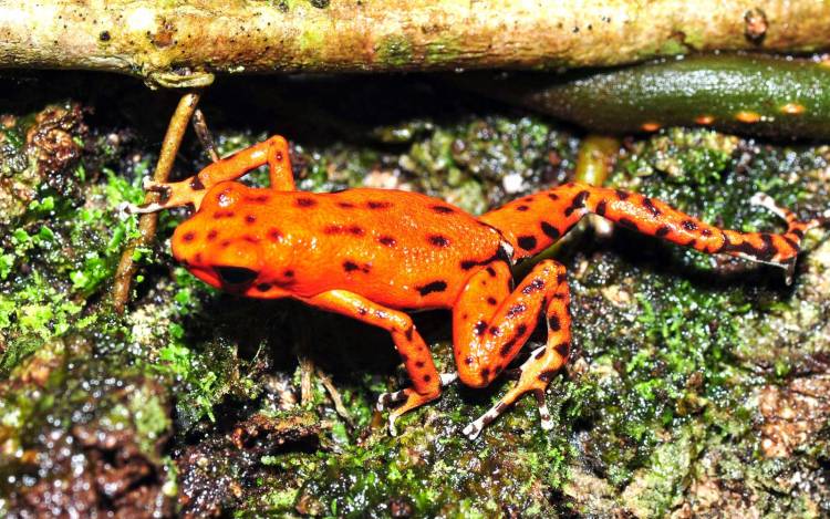 Red Frog Beach - Panama