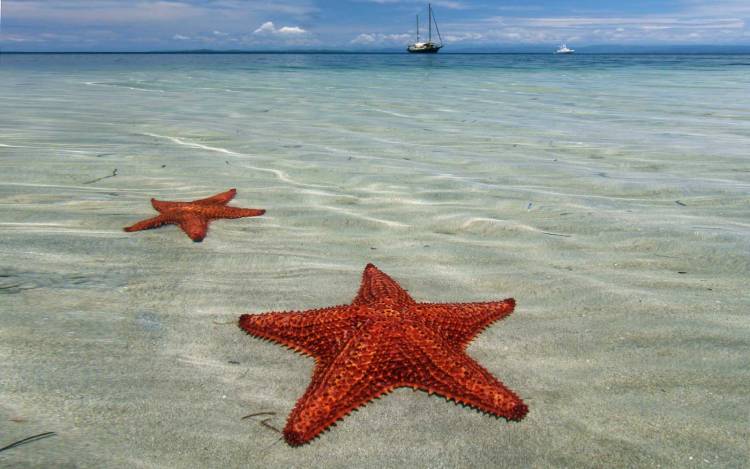 Starfish Beach