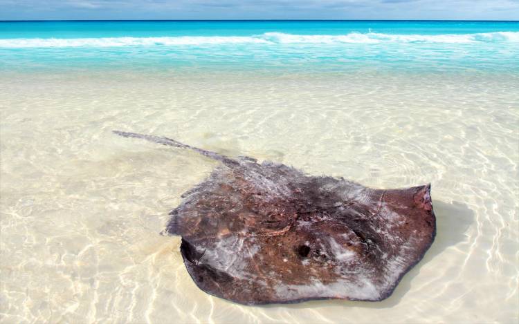 Stingray Beach