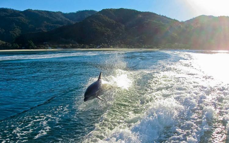 Torrent Bay - New Zealand