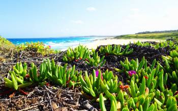 Bingie Beach - Australia