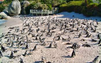 Boulders Beach - South Africa