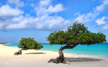 Eagle beach - The Caribbean