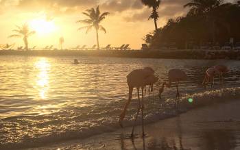 Flamingo Beach - The Caribbean