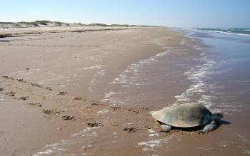 Padre Island National Seashore Beach - USA