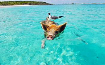 Pig Beach - The Caribbean