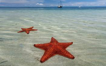 Starfish Beach - Panama